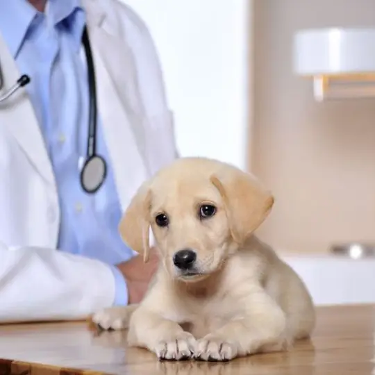 veterinariadelcentroc