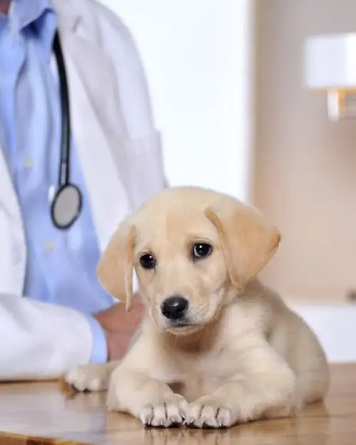 Veterinaria del Centro Posadas Misiones