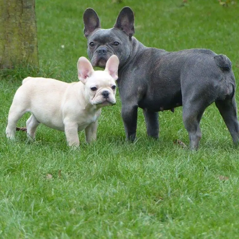 perros bulldog frances