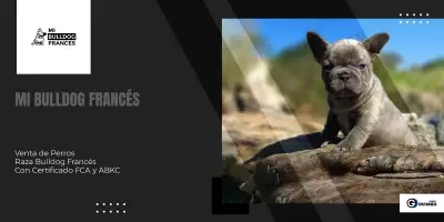 perros bulldog frances