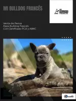 perros bulldog frances