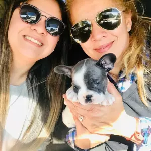 perros bulldog frances